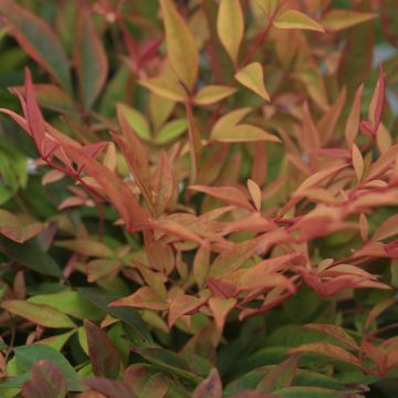 Nandina domowa Gulf Stream