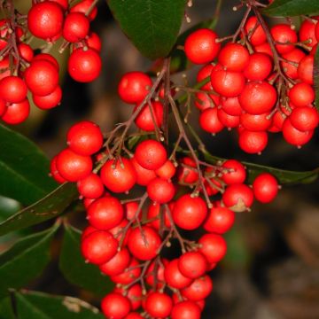 Nandina domowa Richmond