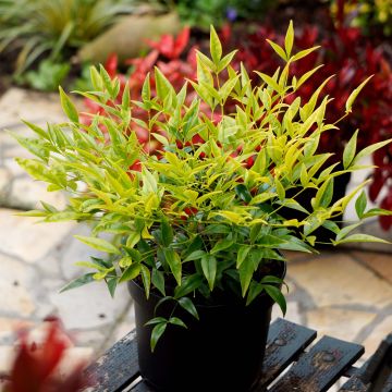Nandina domowa Brightlight