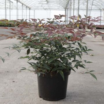 Nandina domowa FLIRT Murasaki