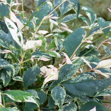 Nandina domowa Twilight