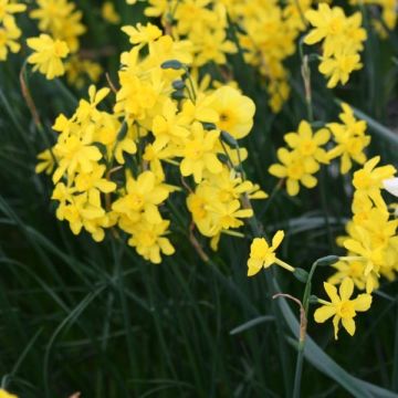 Narcyz jonquilla Twinkling Yellow