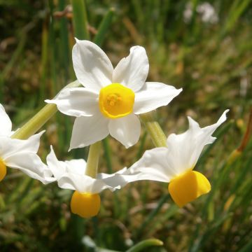Narcyz wielokwiatowy Canaliculatus