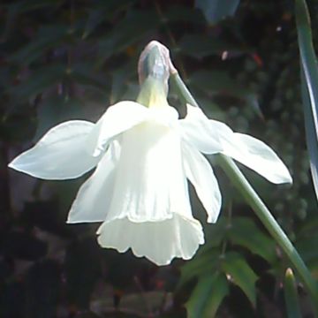 Narcyz jonquilla moschatus