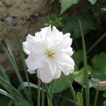 Narcyz poetycki Albus Plenus Odoratus