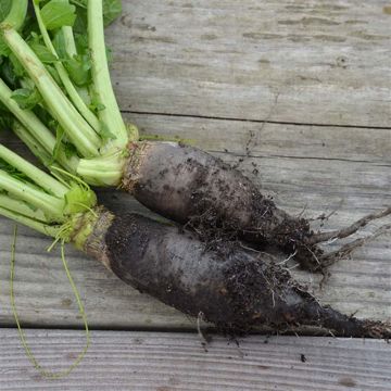 Rzepa czarna długa Bio - Ferme de Sainte Marthe