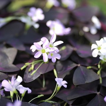 Szczawik trójkątny - Oxalis triangularis