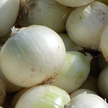 Cebula biała de Rebouillon