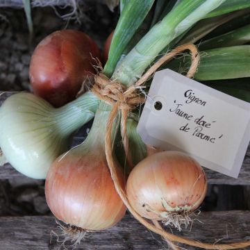 Cebula Dorata di Parma Bio - Ferme de Sainte Marthe