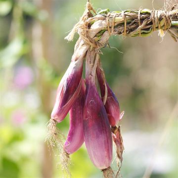 Cebula czerwona długa Florencka Bio - Ferme de Sainte Marthe
