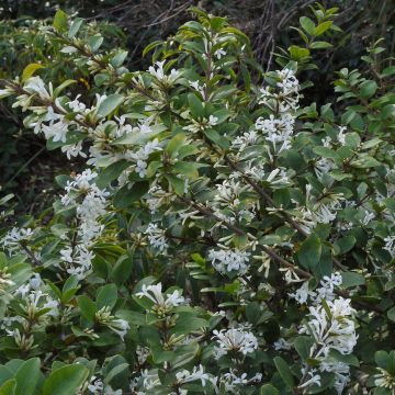 Osmantus Delavaya - Osmanthus delavayi