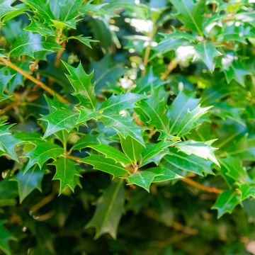 Osmantus kolczasty - Osmanthus heterophyllus
