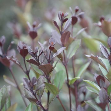 Osmantus kolczasty Purpureus