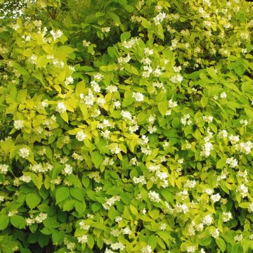 Philadelphus Aureus - Jaśminowiec wonny