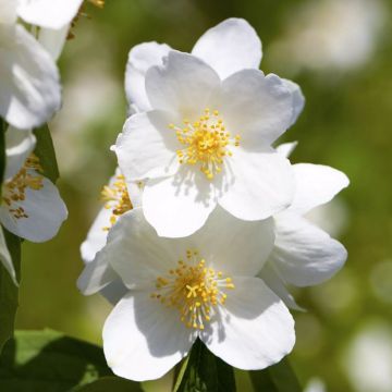 Philadelphus Petite Perfume White - Jaśminowiec