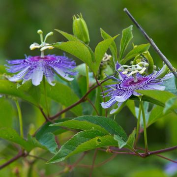 Męczennica cielista - Passiflora incarnata