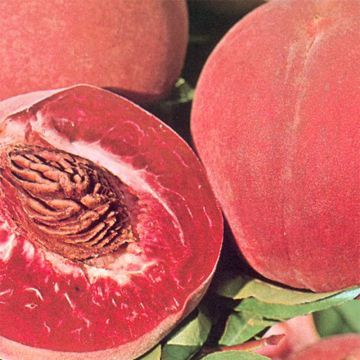 Brzoskwinia Sanguine vineuse