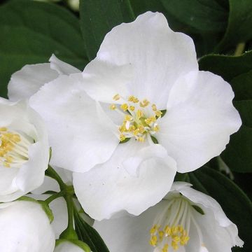 Philadelphus Bouquet Blanc - Jaśminowiec