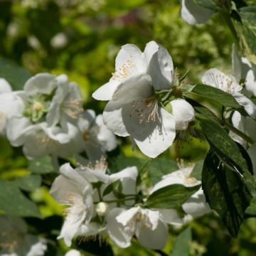 Philadelphus Innocence - Jaśminowiec Lemoine'a