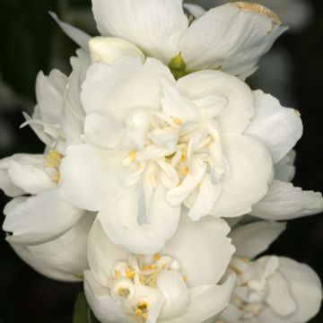 Philadelphus Justynka - Jaśminowiec wonny