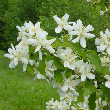 Philadelphus x lemoinei - Jaśminowiec Lemoine'a
