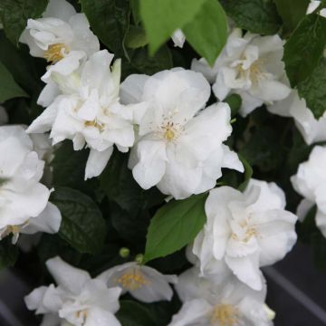 Philadelphus Natchez - Jaśminowiec panieński