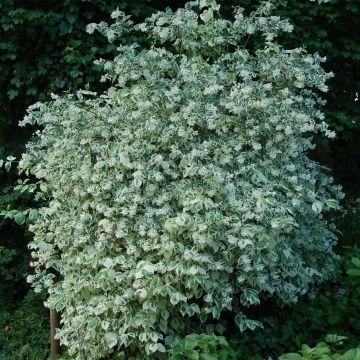 Philadelphus Variegatus - Jaśminowiec wonny