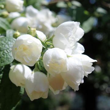 Philadelphus Albâtre - Jaśminowiec panieński