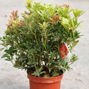 Pieris japoński Carnaval