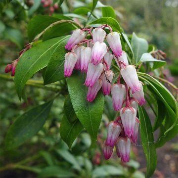 Pieris japoński Christmas Cheer