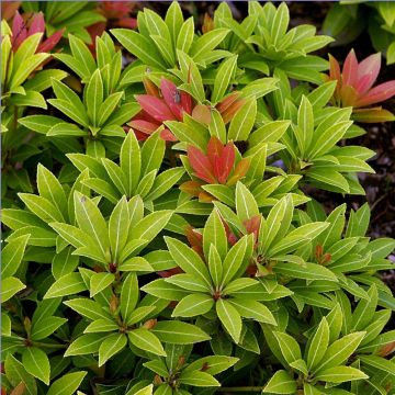 Pieris japoński Sarabande