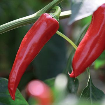 Papryka ostra Gorria Bio rozsada