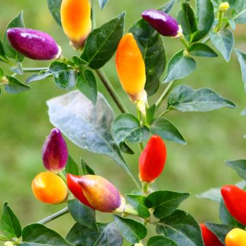 Papryka ostra Numex Twilight