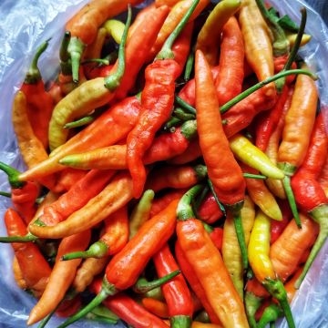 Papryka ostra Tabasco