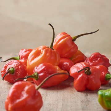 Papryka ostra Tropical Heat