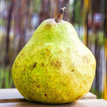 Grusza Bergamote de Parthenay Bio