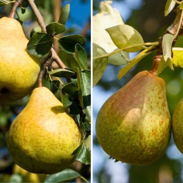 Grusza Duo Bonkreta Williamsa i Dobra Ludwika