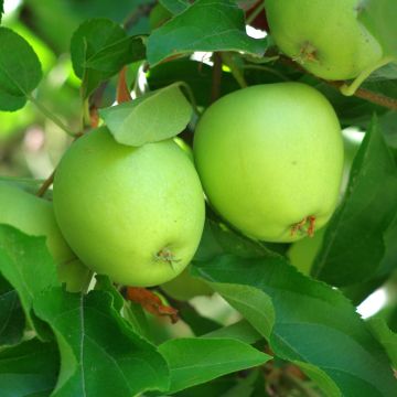 Jabłoń Granny Smith
