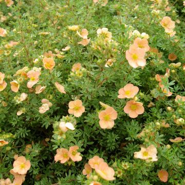 Dasiphora fruticosa Daydawn - Pięciornik krzewiasty