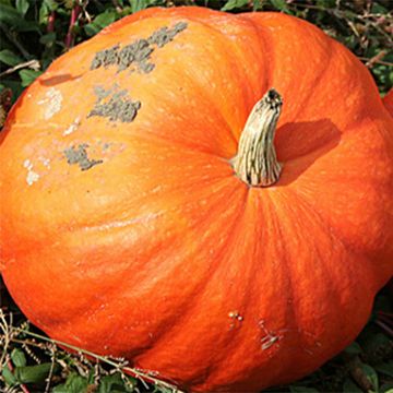 Dynia halloween Jack O'Lantern