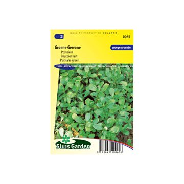 Portulaka warzywna