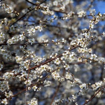 Śliwa tarnina - Prunus spinosa