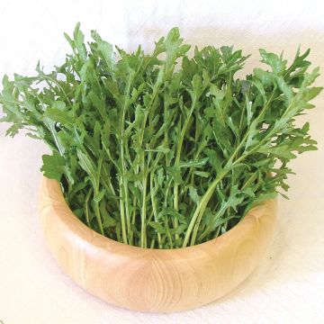 Rukola Astra