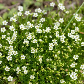Karmnik ościsty - Sagina subulata