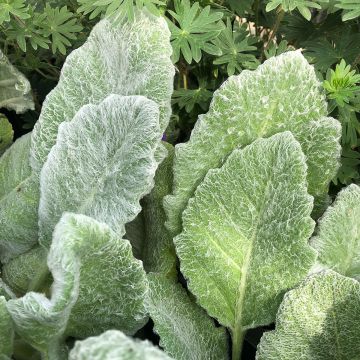 Szałwia srebrzysta - Salvia argentea