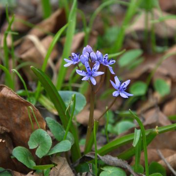 Cebulica syberyjska Spring Beauty