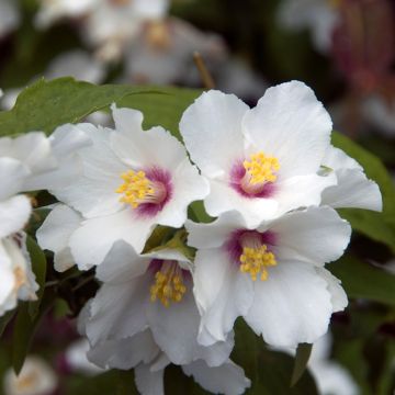 Philadelphus Beauclerk - Jaśminowiec