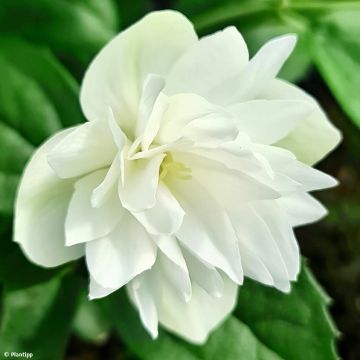 Philadelphus Pearls of Perfume - Jaśminowiec