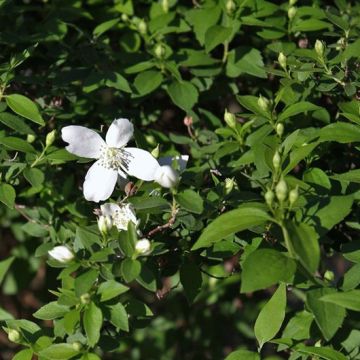 Philadelphus Silberregen - Jaśminowiec Lemoine'a