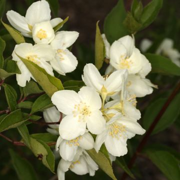 Philadelphus pekinensis - Jaśminowiec pekiński